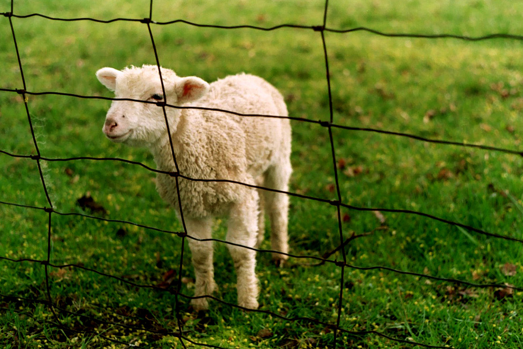 cute lamb.jpg
